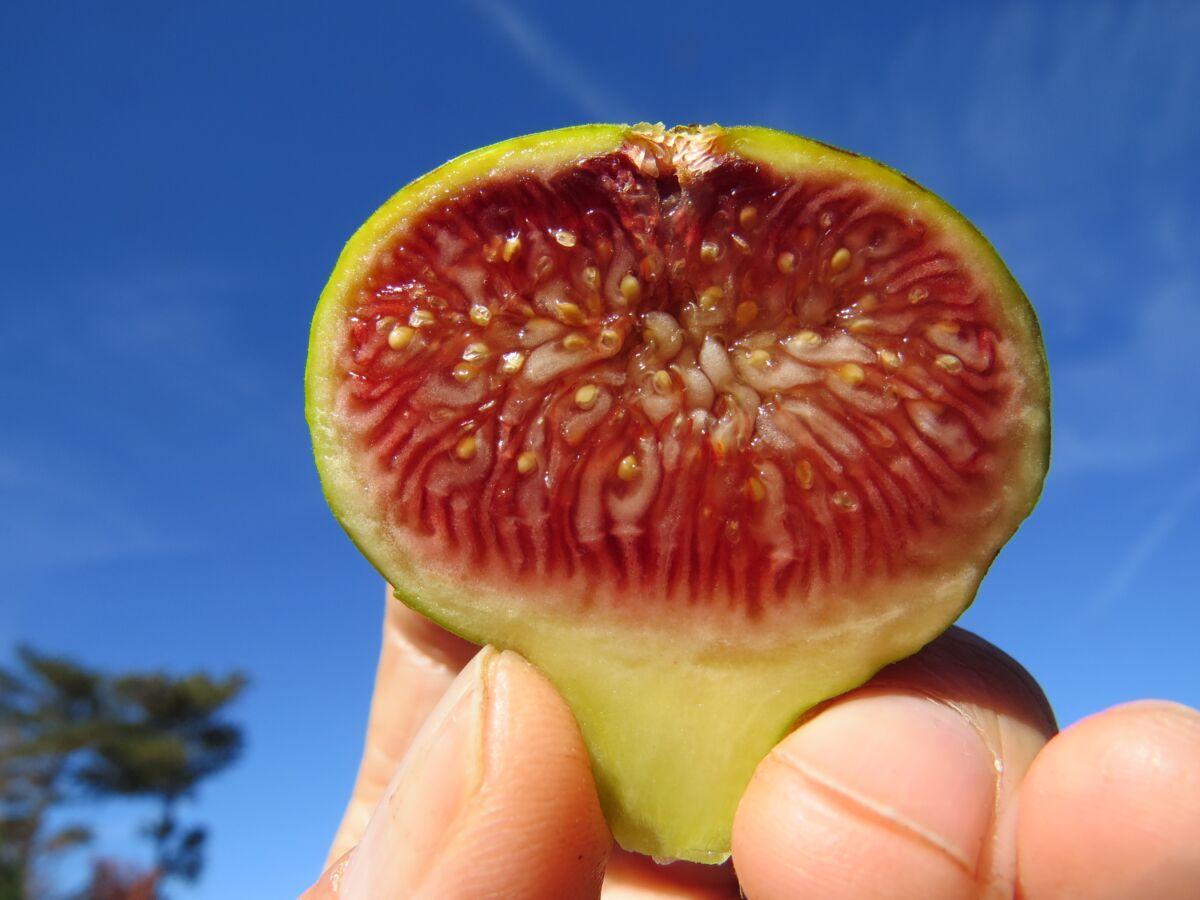 CDD Bordissotenca Pulp